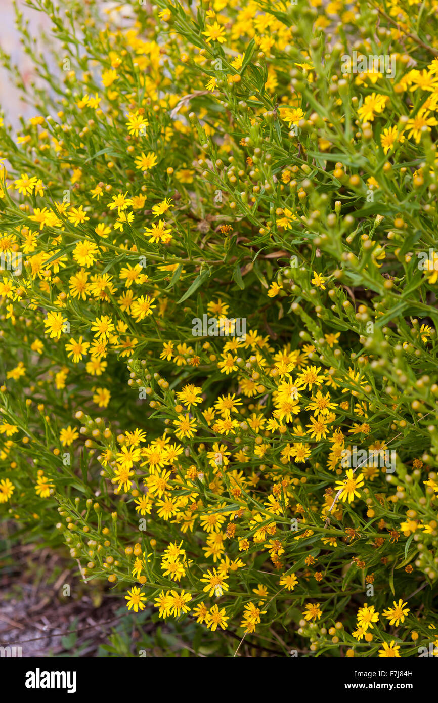 Wildblumen auf der Straße Via dei Colli, Tuscany Stockfoto