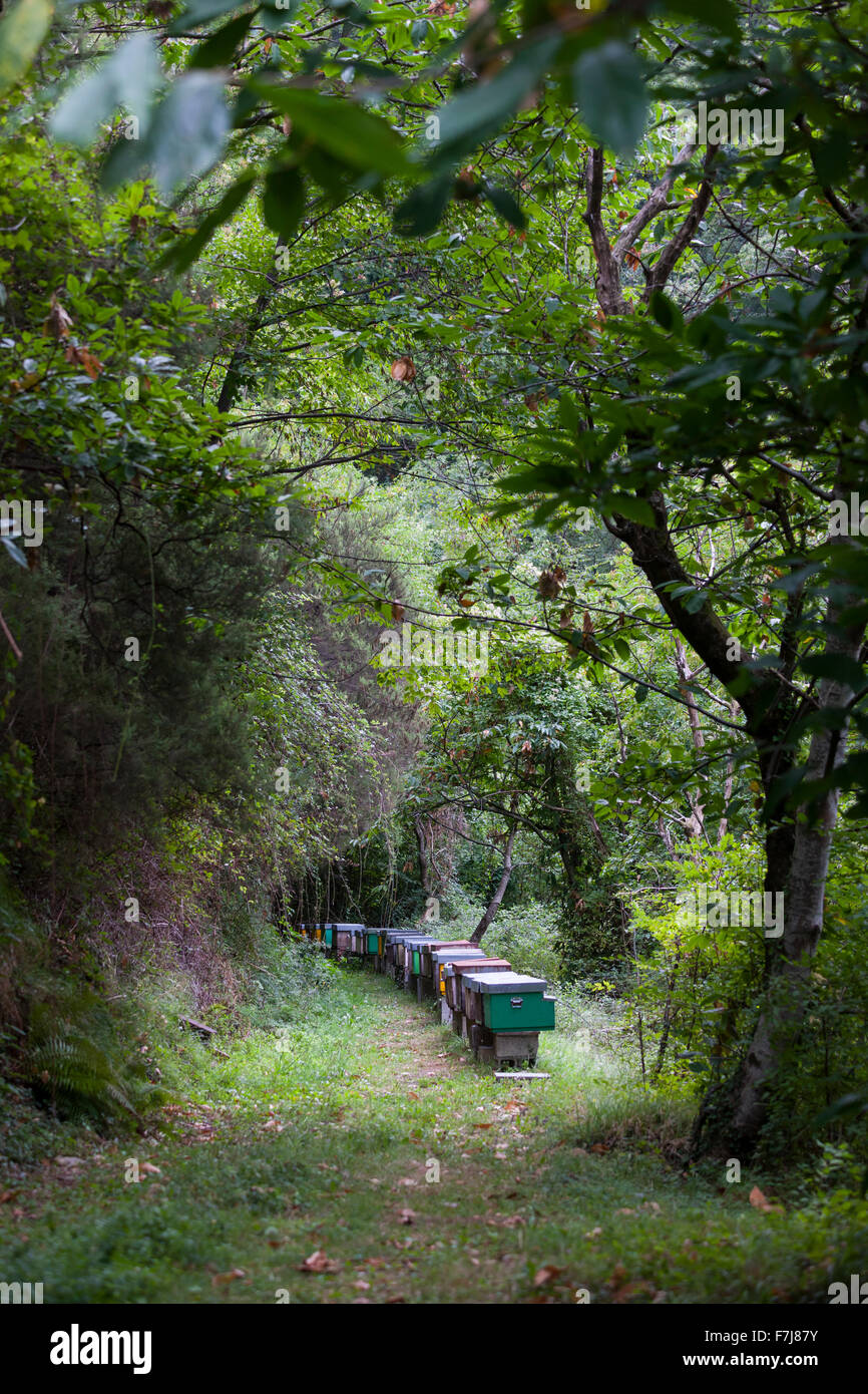 Toskanische Bienenstöcke im Altagnana Village, Italien Stockfoto