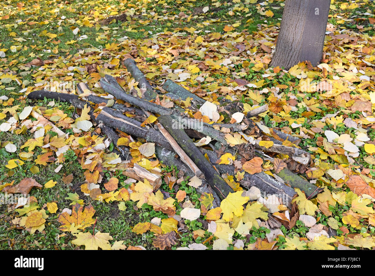 Schneiden Sie Äste im Herbst Stockfoto