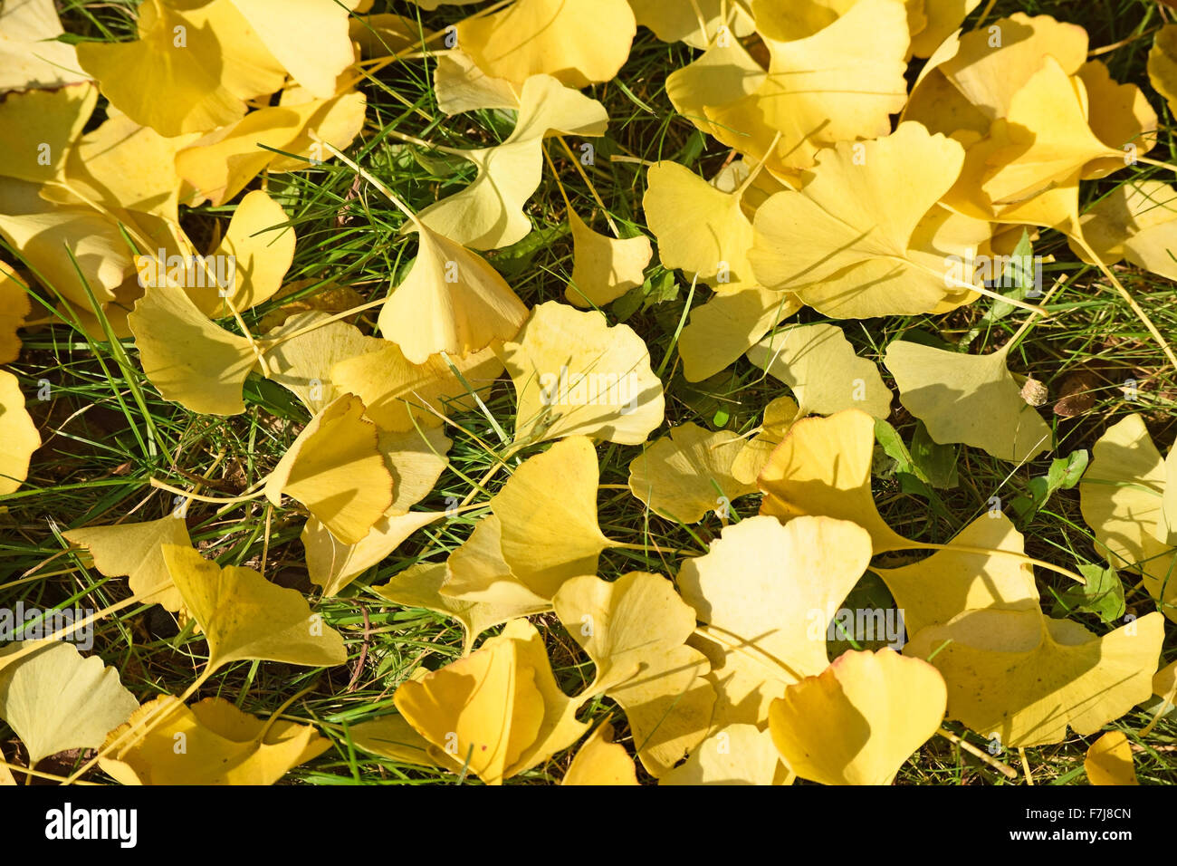 Gefallene Blätter des Ginkgo-Baum im Herbst Stockfoto