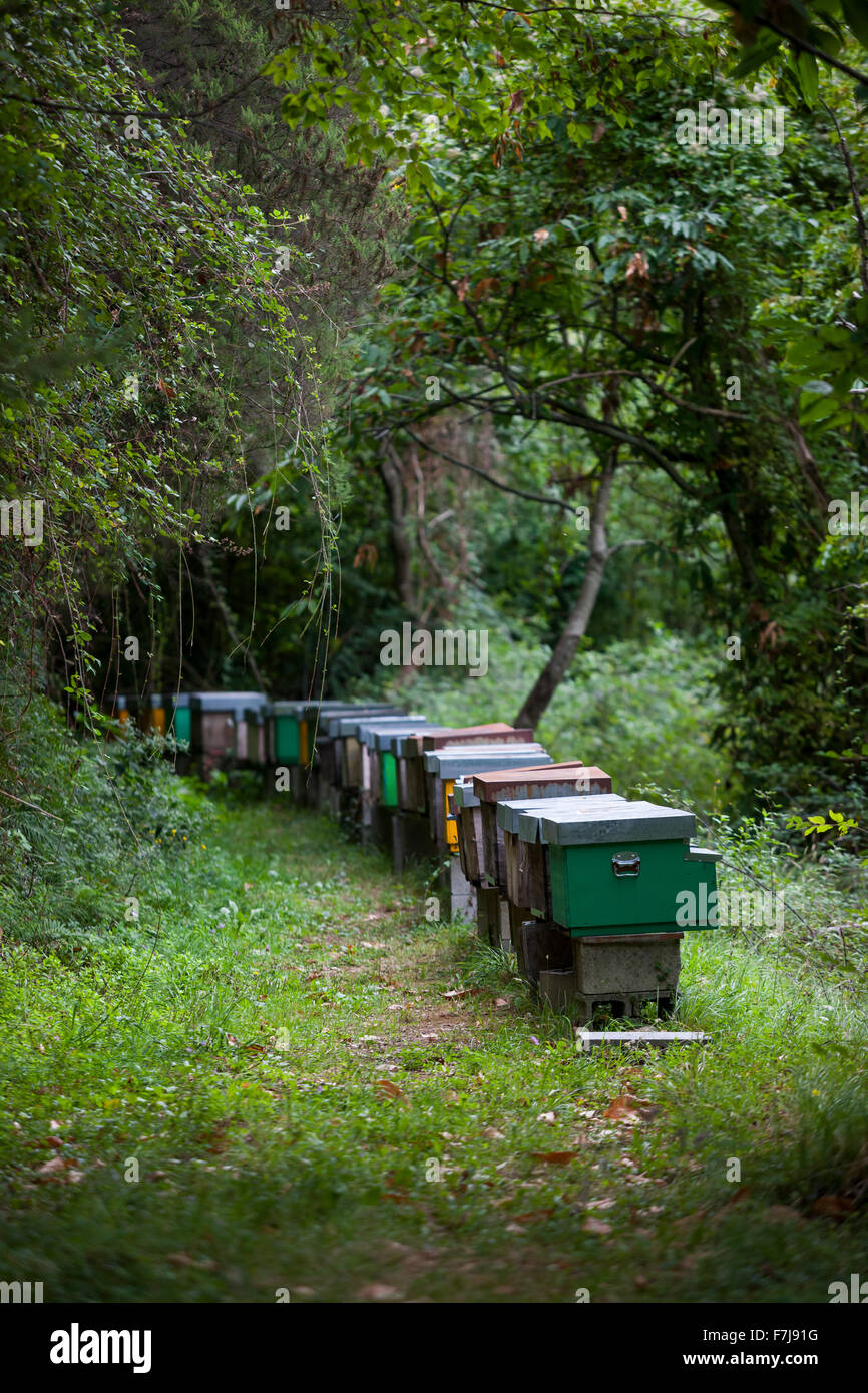 Toskanische Bienenstöcke im Altagnana Village, Italien Stockfoto