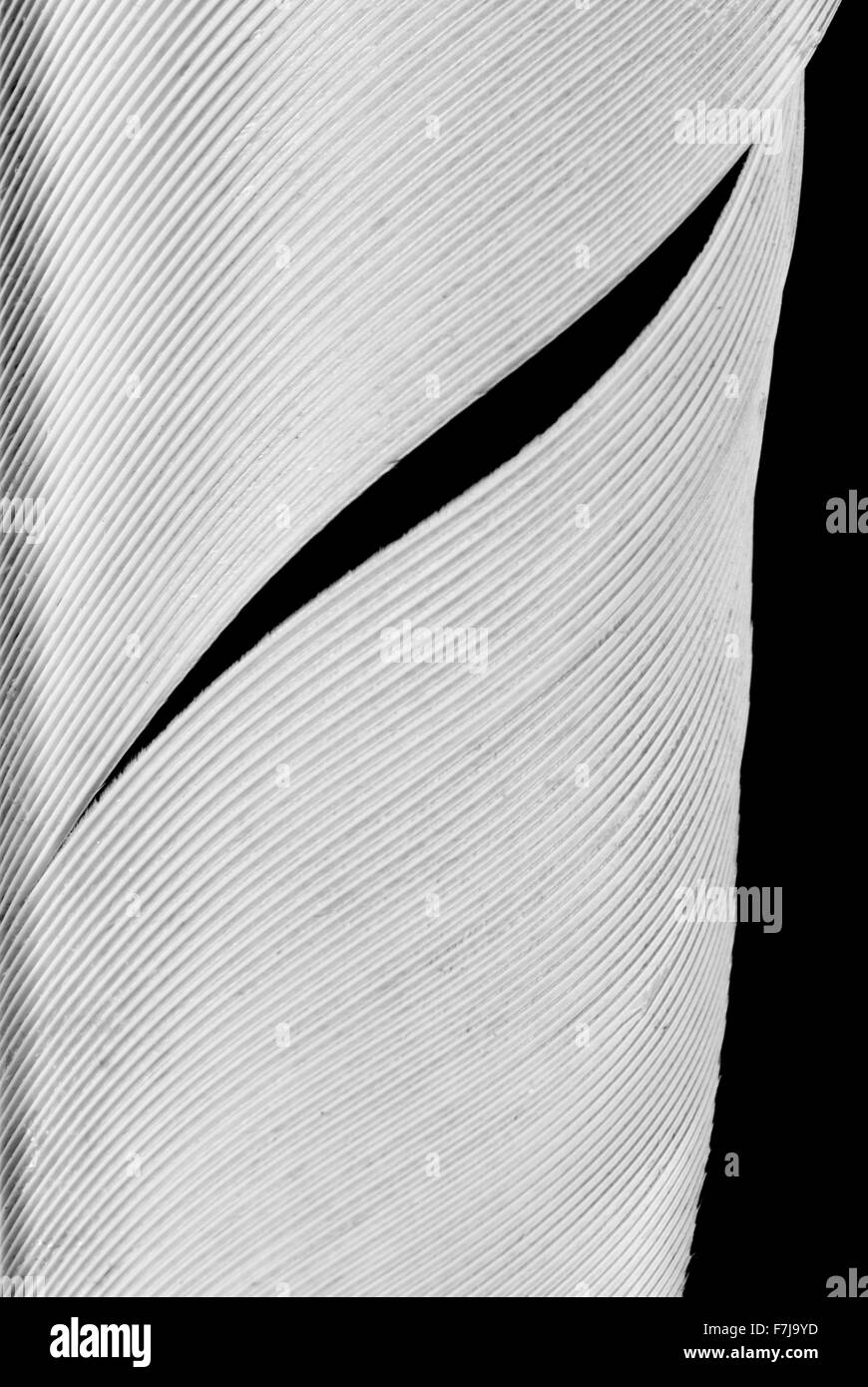Textur des White Feather Vogels vor Öffnen eines Formulars, das aussieht wie ein Pinselstrich Stockfoto