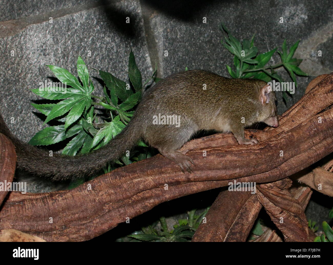 Southeast Asian gemeinsamen Baum Spitzmaus (Modellorganismus Glis) zu Fuß auf einem Ast Stockfoto