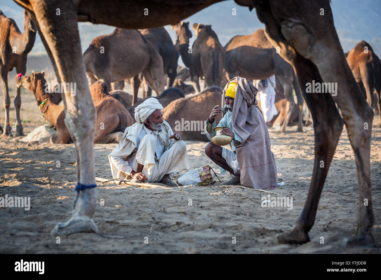 Zwei Männer mit einem Drink unter Kamele in Pushkar Mela Camel fair, Pushkar, Rajasthan, Indien Stockfoto