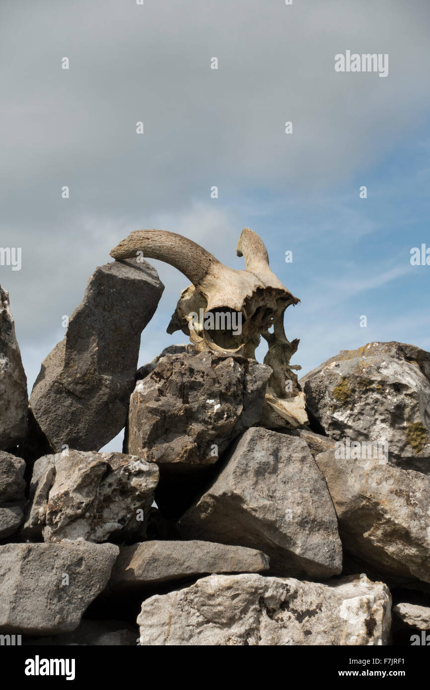 Makabre & unheimlich! Schafmilch Schädel (lockig Hörner und große Augenhöhlen) sitzt an der Spitze eines Kalkstein, Trockenmauer in den Yorkshire Dales, England, UK. Stockfoto