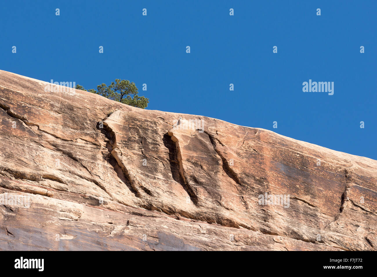 Pinon Kiefer am Rand einer Schlucht in Cedar Mesa, Utah. Stockfoto