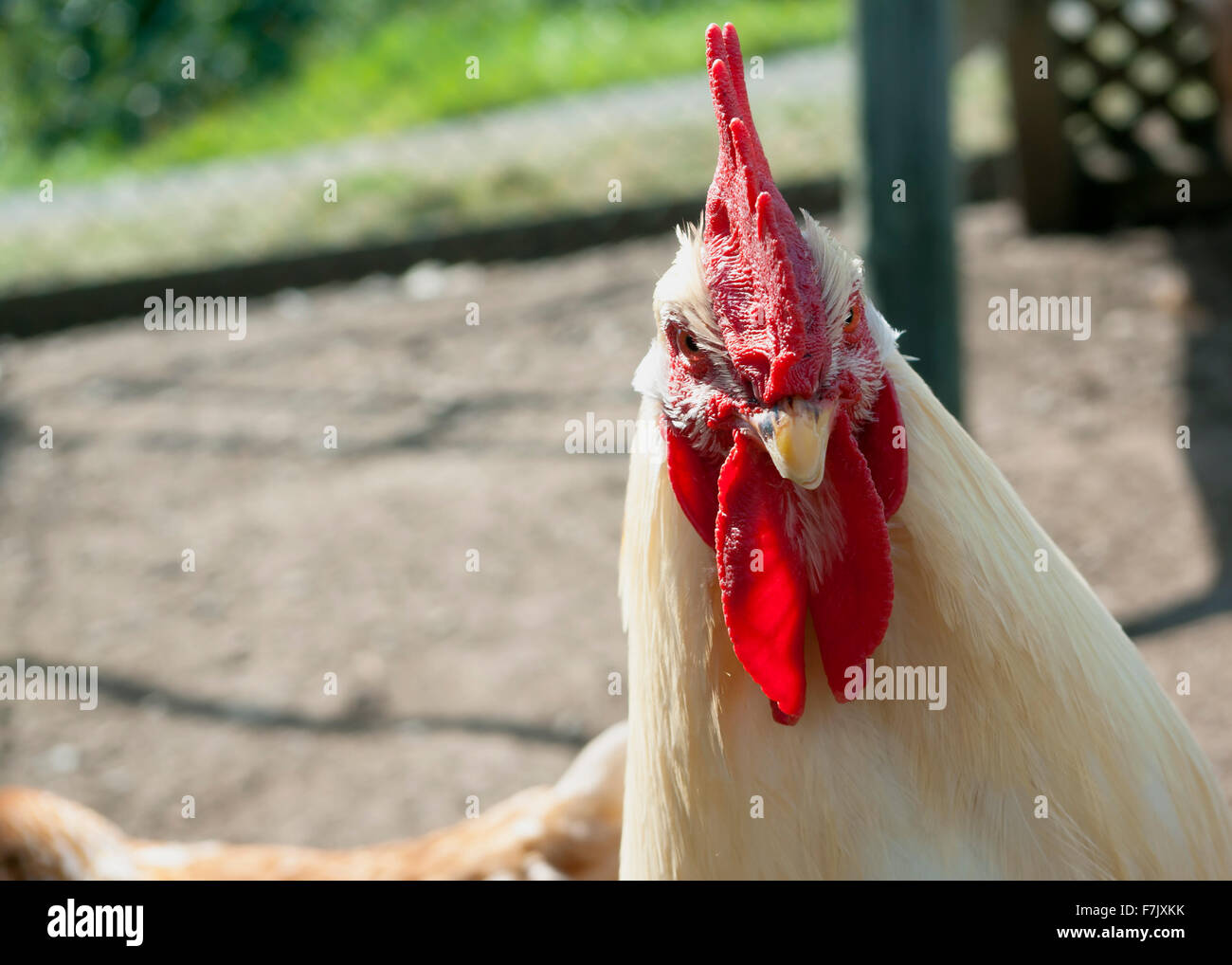 weißes Huhn außerhalb Stockfoto