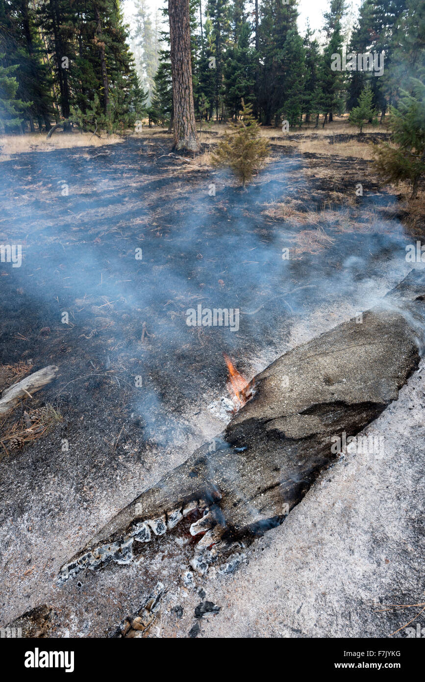 Niedrige Intensität Waldbrand, Wallowa - Whitman National Forest, Oregon. Stockfoto