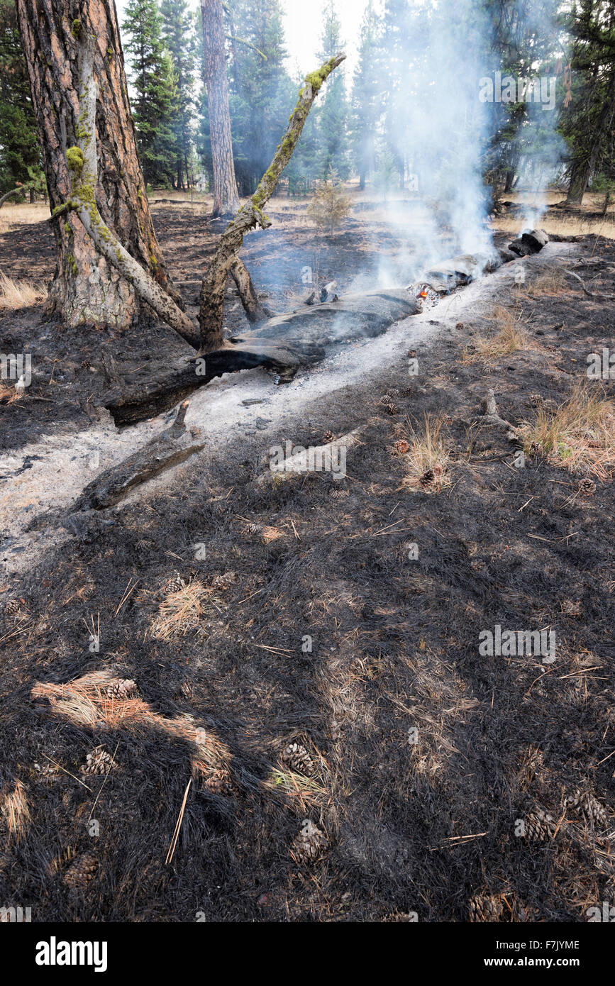 Niedrige Intensität Waldbrand, Wallowa - Whitman National Forest, Oregon. Stockfoto