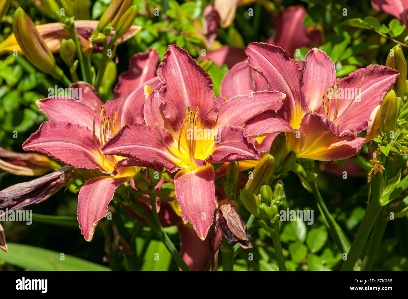 Lilium Lancifolium, braun und gelb Tiger Lily Stockfoto