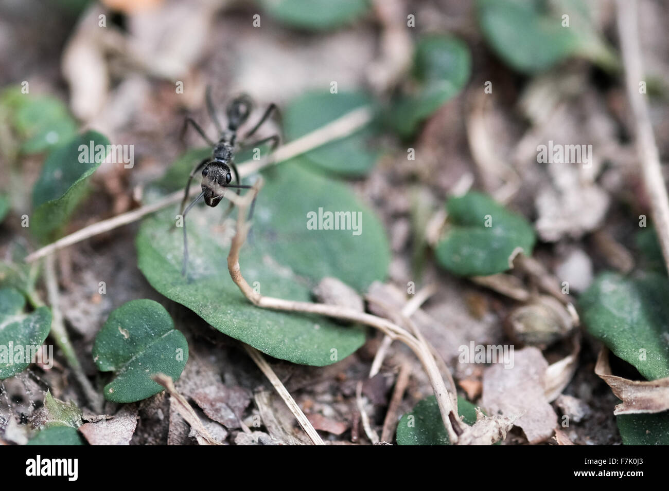 Schwarze Ameise läuft auf den Waldboden Stockfoto