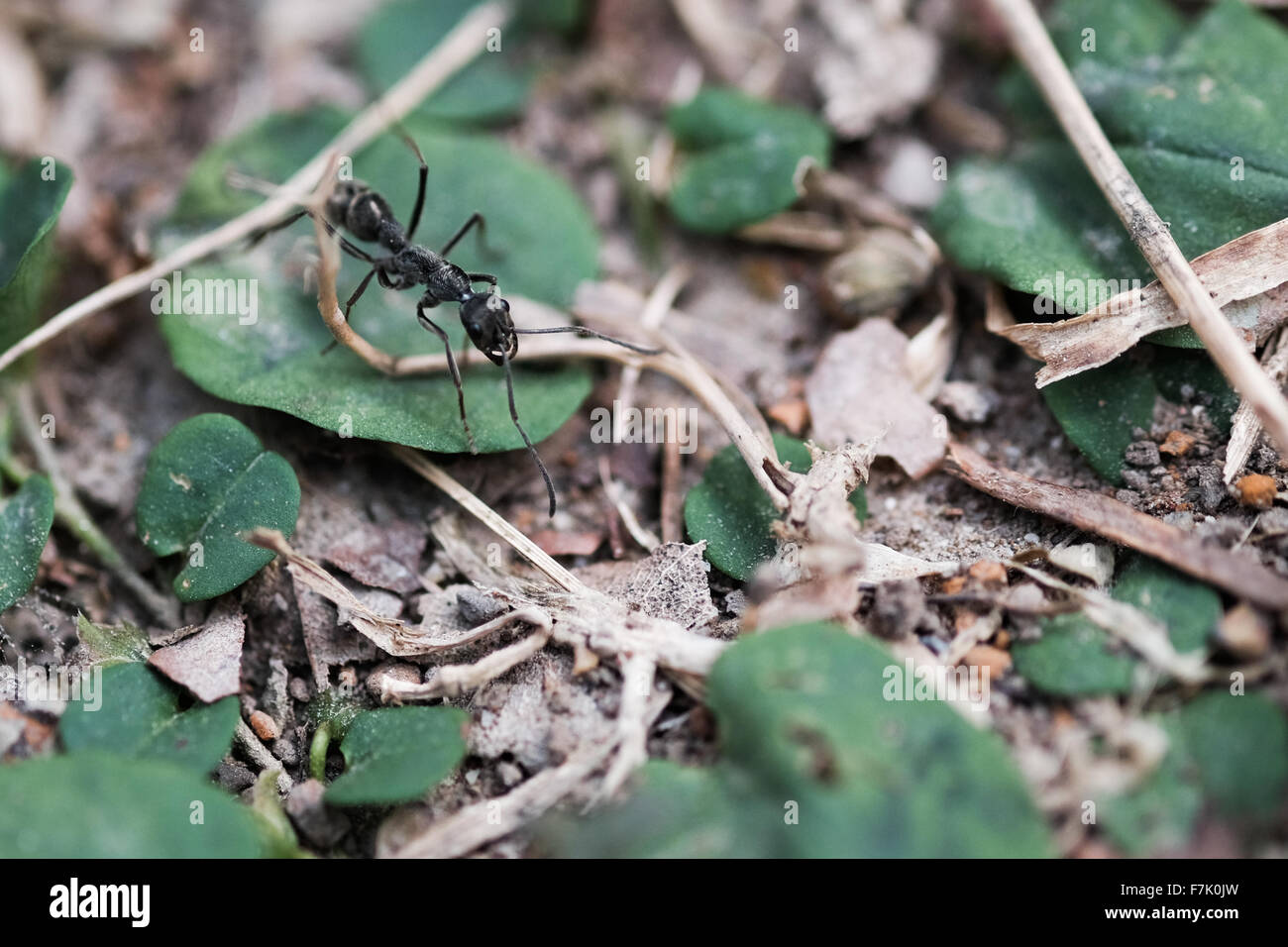 Schwarze Ameise läuft auf den Waldboden Stockfoto