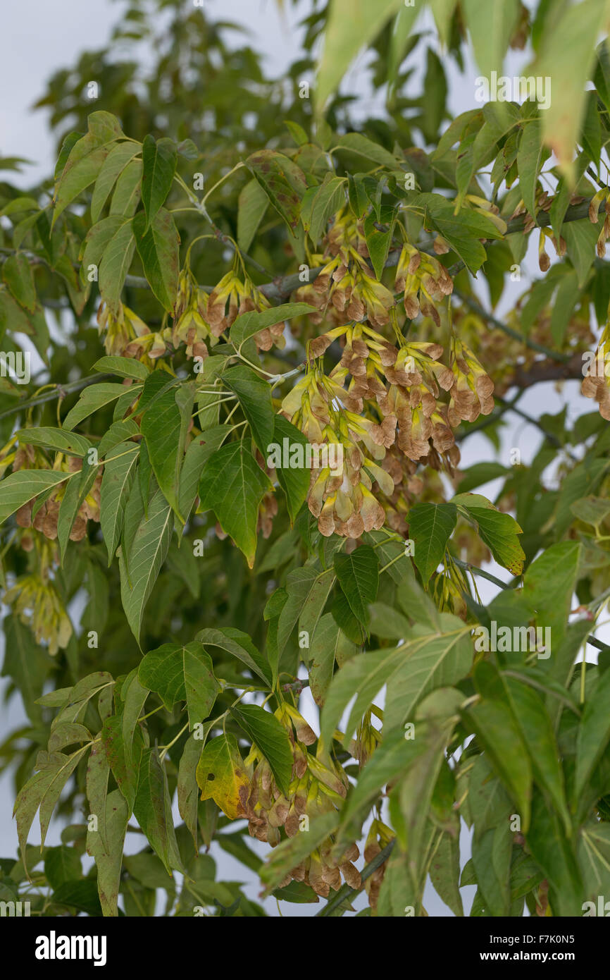 Box Elder, Boxelder Ahornholz, Asche-leaved Ahorn, Eschen-Ahorn, Eschenahorn, Acer Negundo, Acer Fraxinifolium, Negundo fraxinifolium Stockfoto