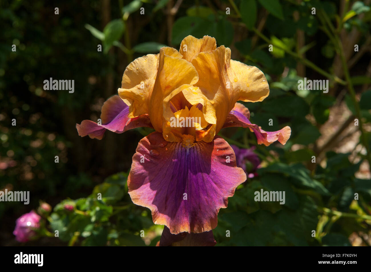 Iris Germanica, Aprikose und lila hohen Bartiris Stockfoto