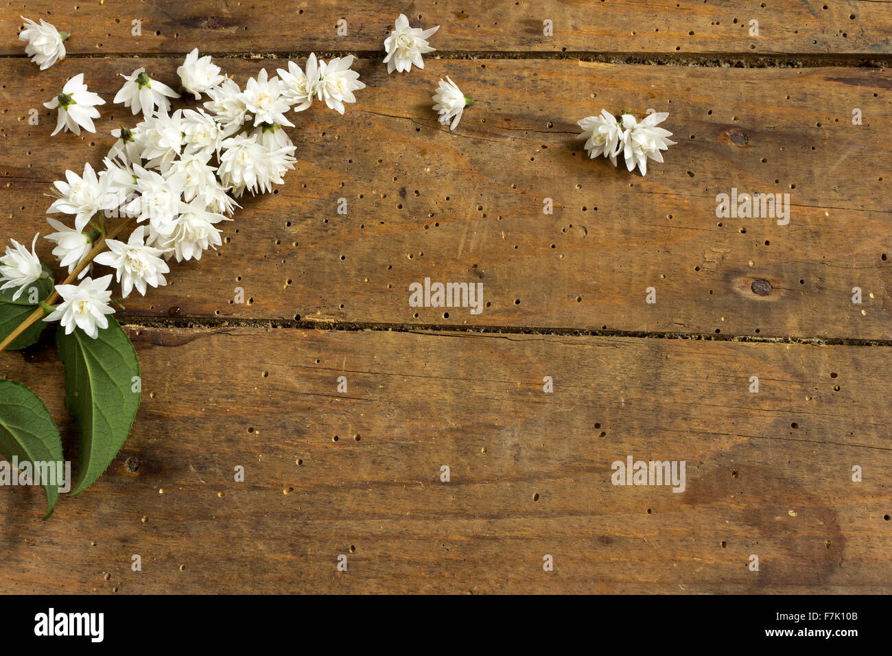 Frühlingsblume in Holz Hintergrund Stockfoto