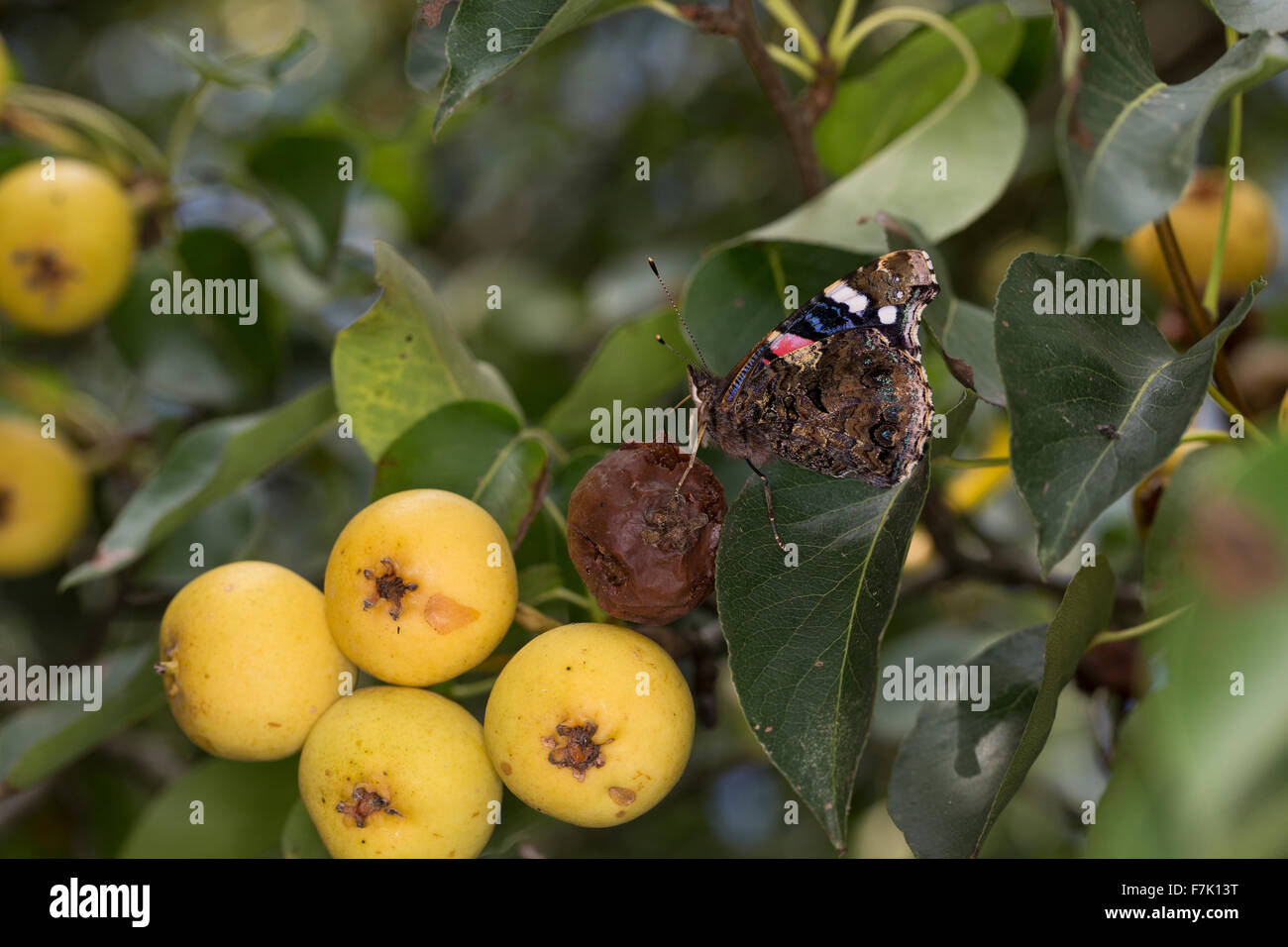 Admiral falter Fotos und Bildmaterial in hoher Auflösung Alamy