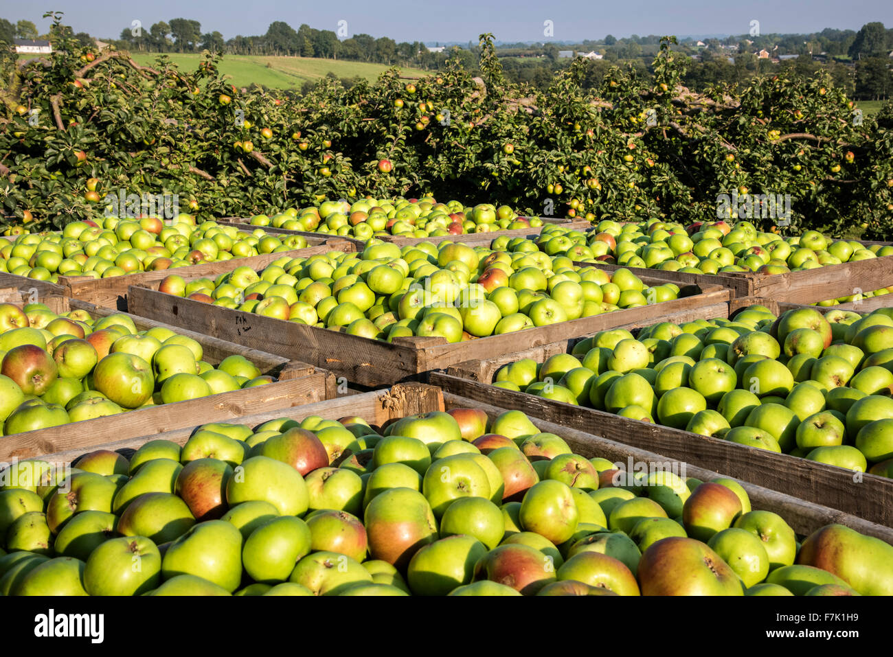 Apple Landwirtschaft, Co. Armagh, Nordirland Stockfoto