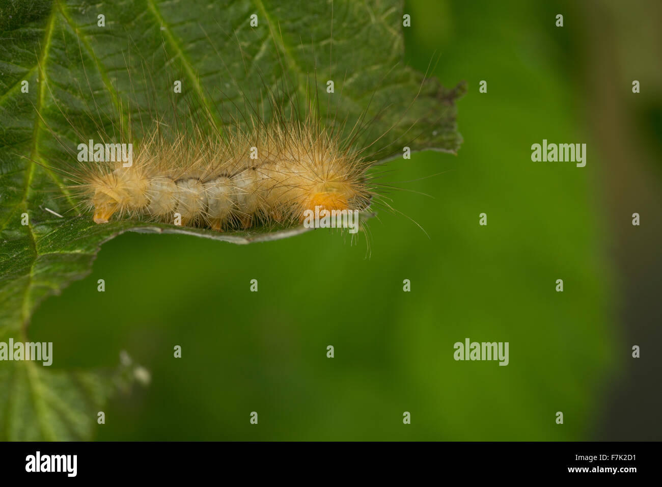 Die Matrone, die großen Tiger, Raupe, Augsburger Bär, Raupe, Pericallia