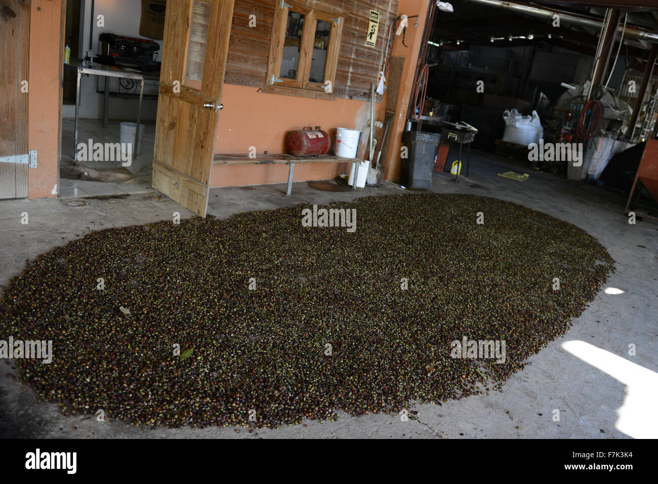 Hacienda San Pedro Produzent von Kaffee seit dem Ende des XIX. Jahrhunderts. Jayuya, Puerto Rico. Territorium der USA. Karibik-Insel. Stockfoto