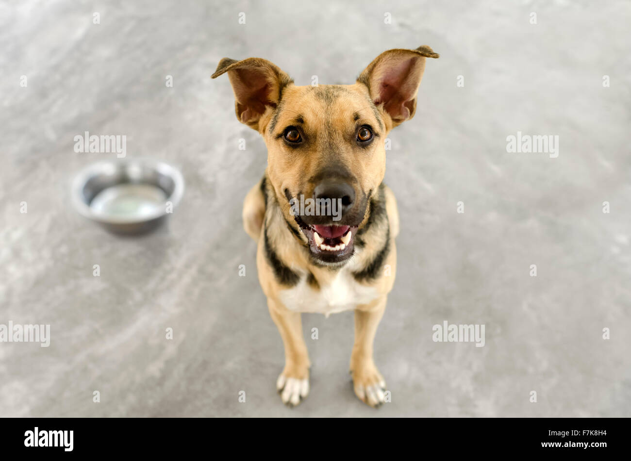 Hungrigen Hund ist ein hungriger Deutscher Schäferhund sehnsüchtig warten, dass jemand ot setzen etwas in seine Schale. Stockfoto