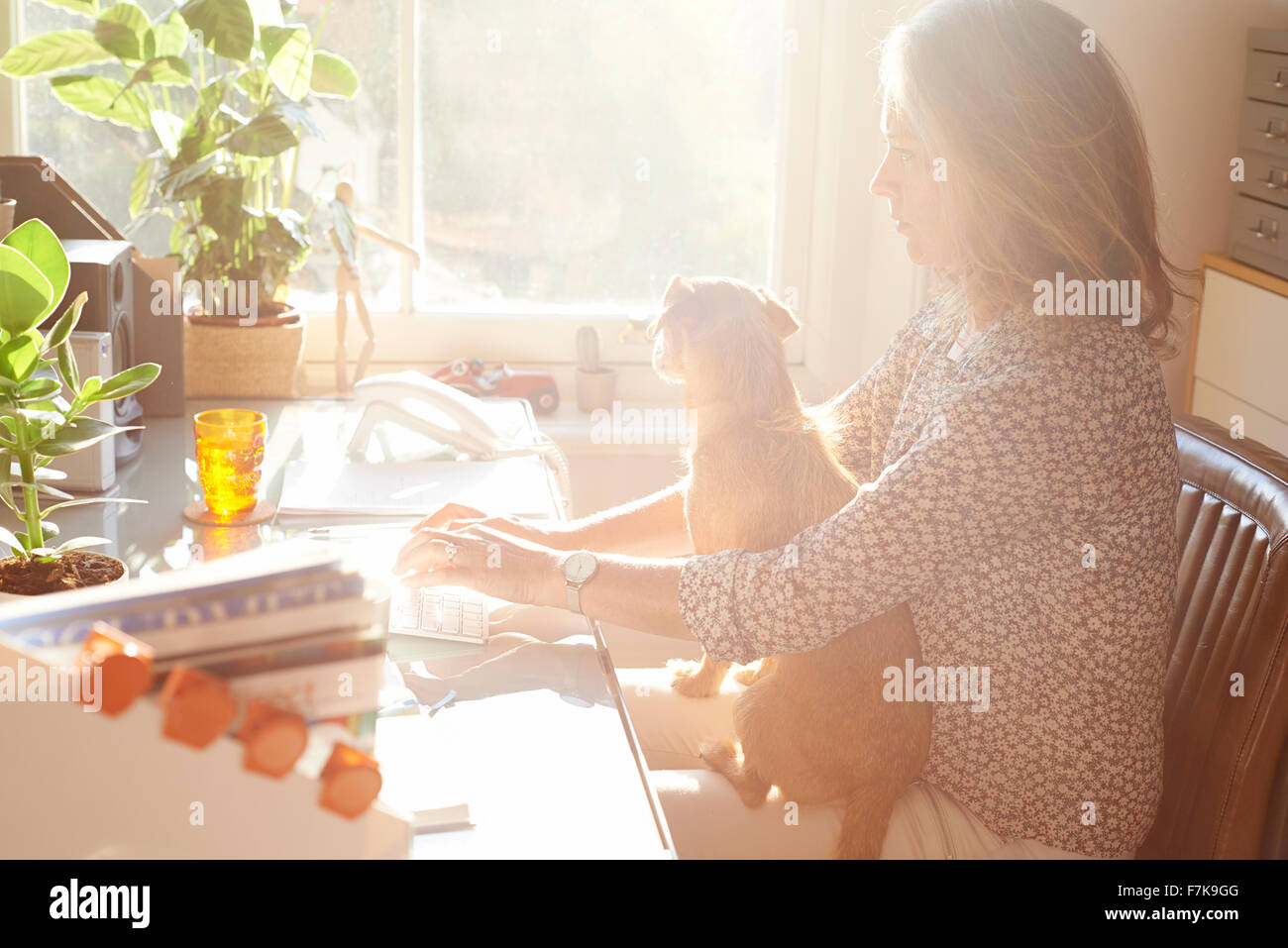 Frau mit Hund auf Schoß Tippen auf Tastatur im sonnigen home-office Stockfoto