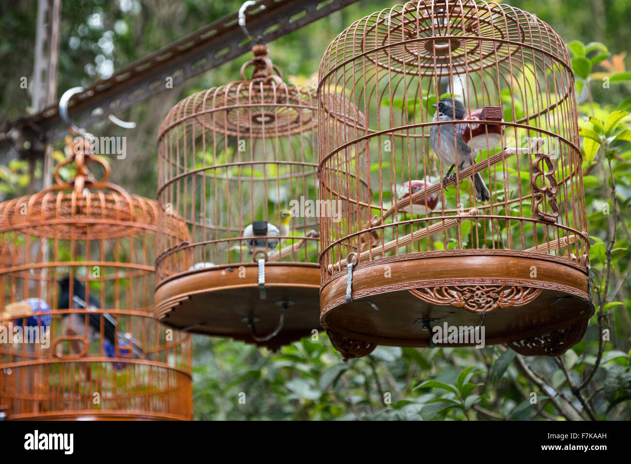 Vögel in Käfigen auf dem Bird Garden/Street/Market in Hong Kong, China. Im Mittelpunkt des nächsten Käfigs. Stockfoto