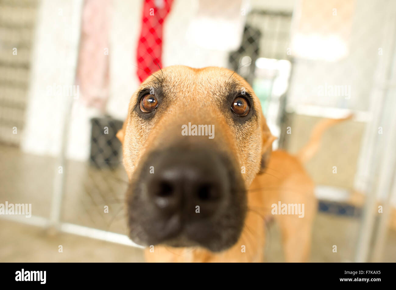 Lustiger Hund Augen ist eine Nahaufnahme eines neugierigen lustig aussehende Hundes stecken seine Nase direkt in der Kamera zu sehen, was vor sich geht. Stockfoto