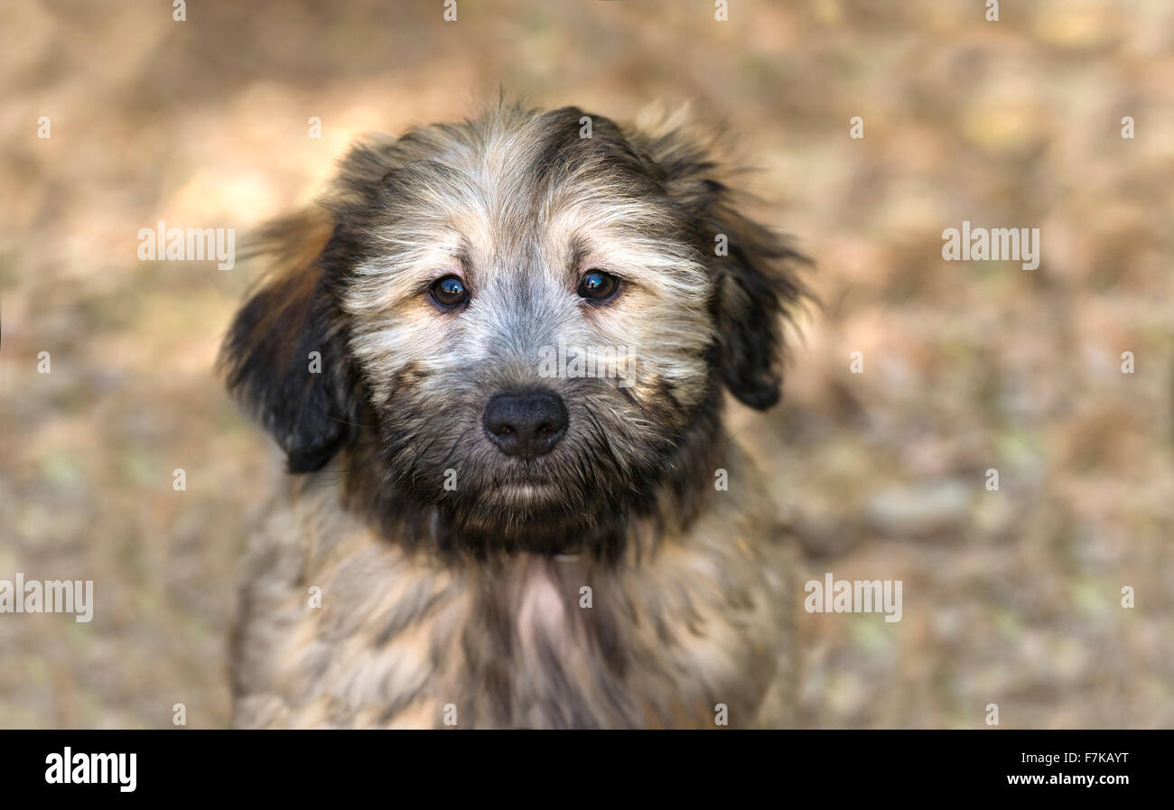 Niedlichen Hund ist eine entzückende braunen Welpen Hund im Freien mit weichen braunen Augen, die Sie gerade betrachten. Stockfoto