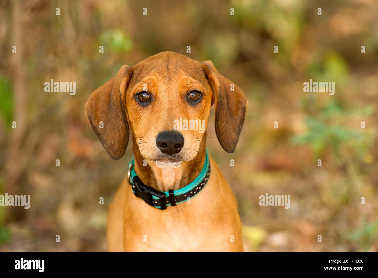 Niedlichen Hund ist eine entzückende braunen Welpen Hund im Freien mit weichem braunen Augen Blick direkt auf Sie. Stockfoto