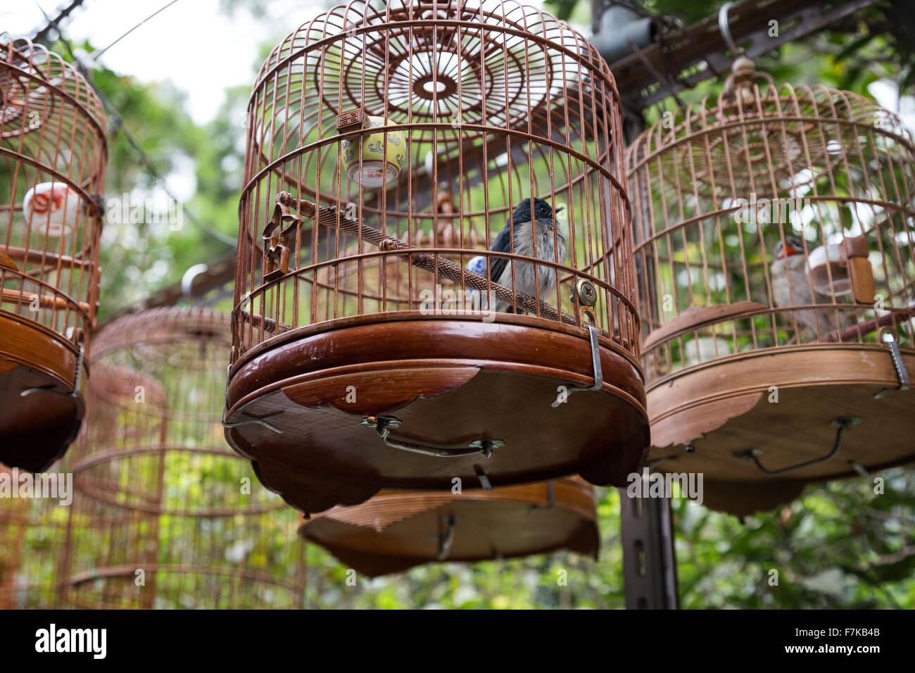 Vogelkäfig hong kong -Fotos und -Bildmaterial in hoher Auflösung – Alamy