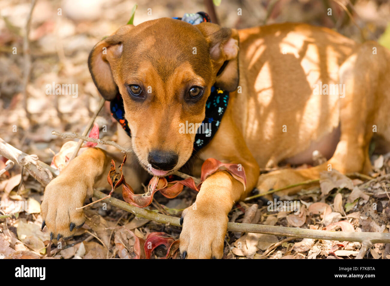 Niedlichen Hund Gesicht ist eine entzückende braunen Welpen Hund mit großen braunen Augen und niedlichen Schlappohren Blick direkt auf Sie mit Staunen und curio Stockfoto