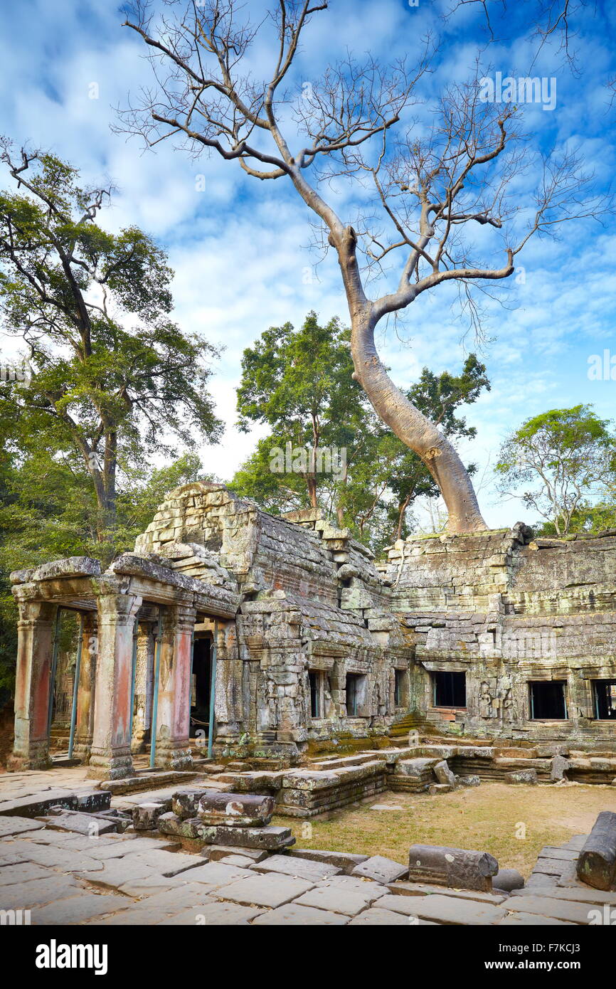 Ruinen der Tempel Ta Prohm, Angkor, Kambodscha, Asien Stockfoto