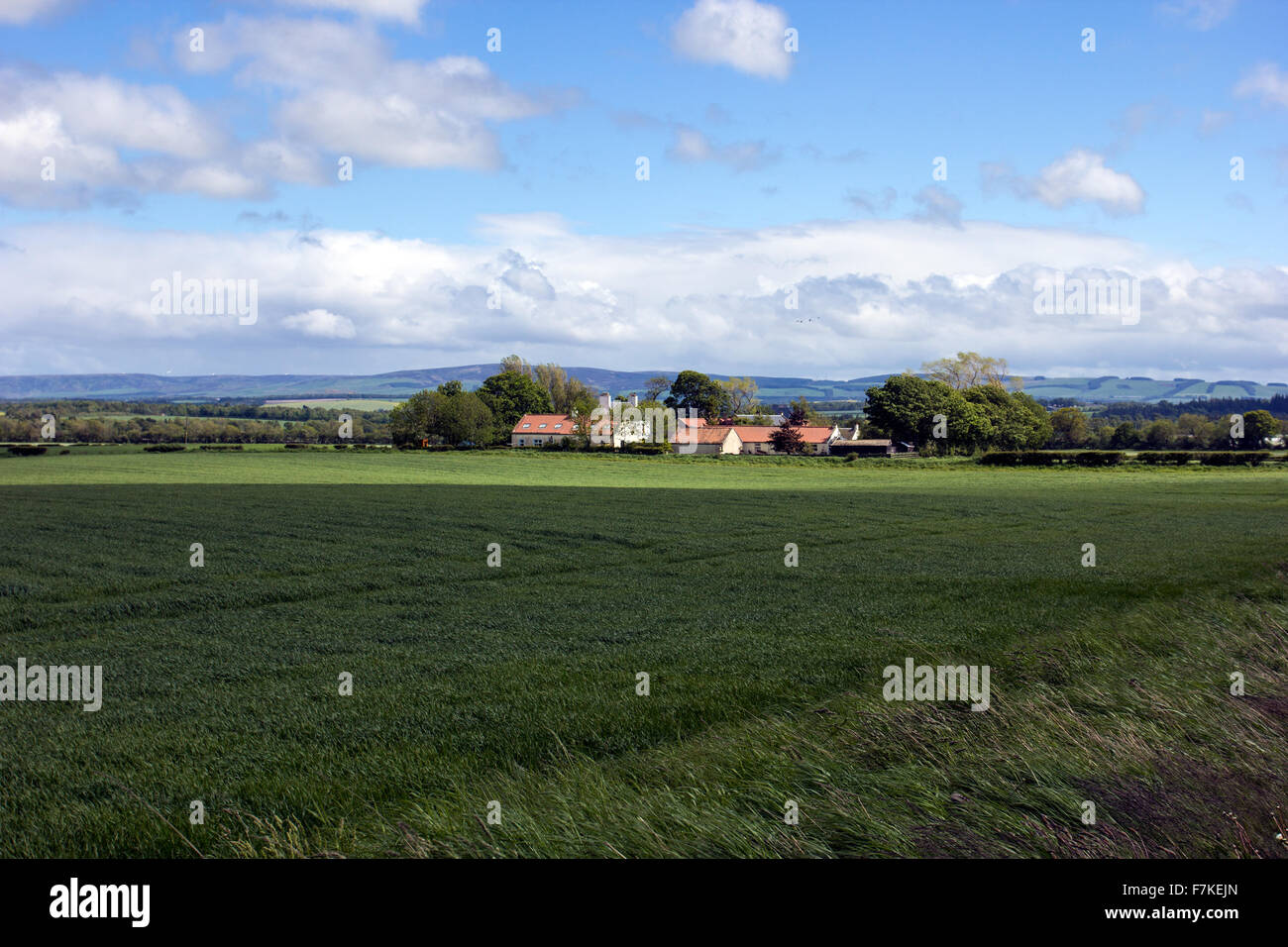 Blick über grüne Felder in Richtung ländlichen Gebäuden in der Nähe von Tranent Stockfoto