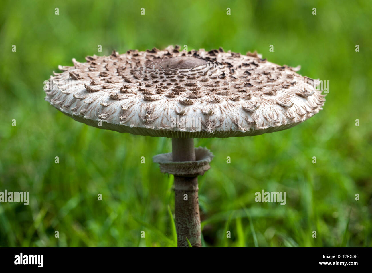 Pilz in der wiese Fotos und Bildmaterial in hoher Auflösung Alamy