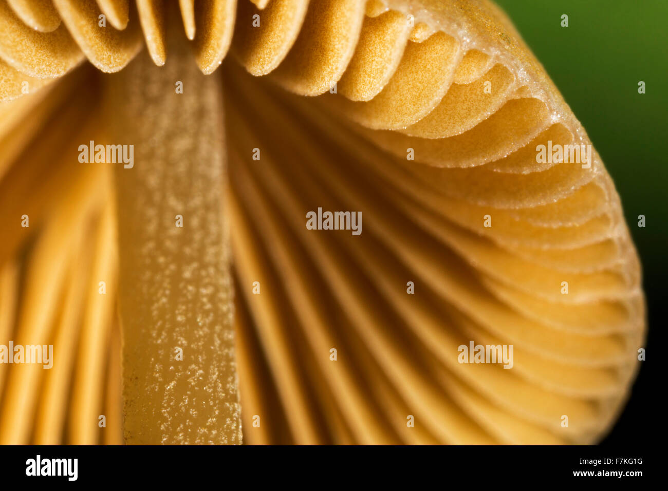 Pilz, Wurm Auge Ansicht zeigt Unterseite der Kappe mit Kiemen / Lamellen / Lamellen Stockfoto