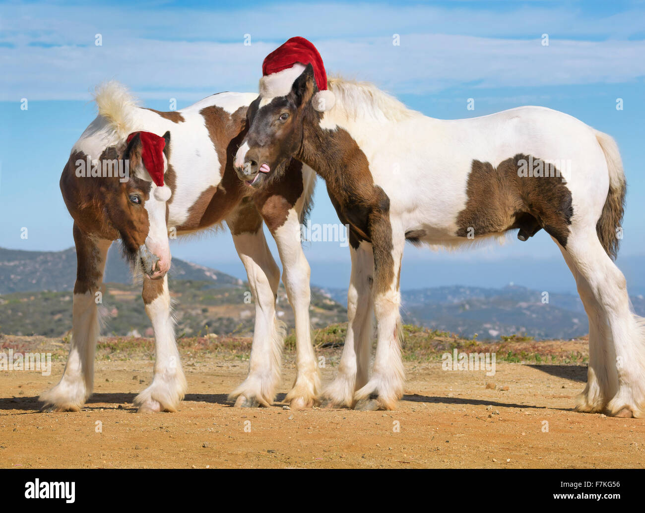 Gypsy Vanner Pferd Colt und Stutfohlen tragen Weihnachtsmützen Stockfoto