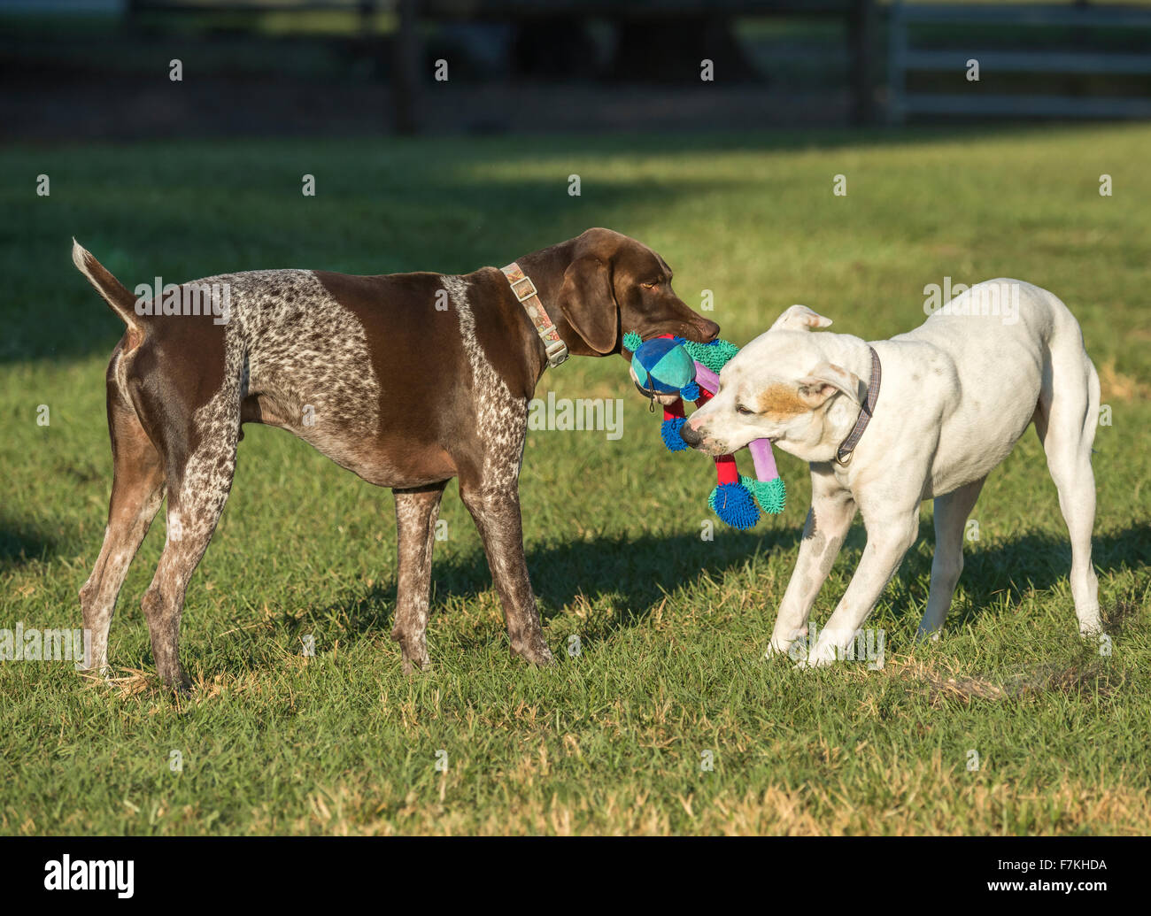 Zwei Hunde zu zerren, mit Spielzeug auf Rasen Hof Stockfoto