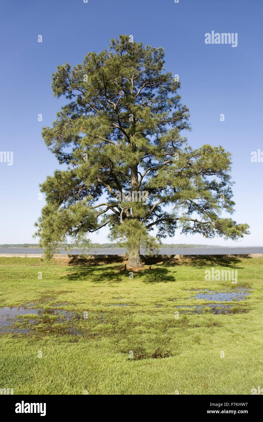 Baum wächst auf die genaue Stelle am James River, Jamestown, Virginia, wo die ersten englischen Siedler in die neue Welt kamen und die erste dauerhafte englische Kolonie gegründet, fotografiert auf den 400. Jahrestag. Stockfoto