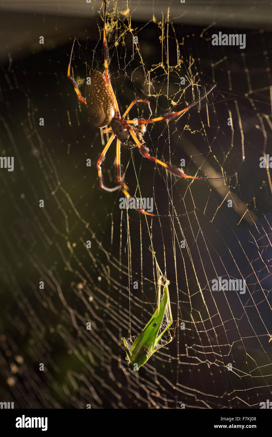 Banane Spider mit Blatt Hopper im Web. Stockfoto