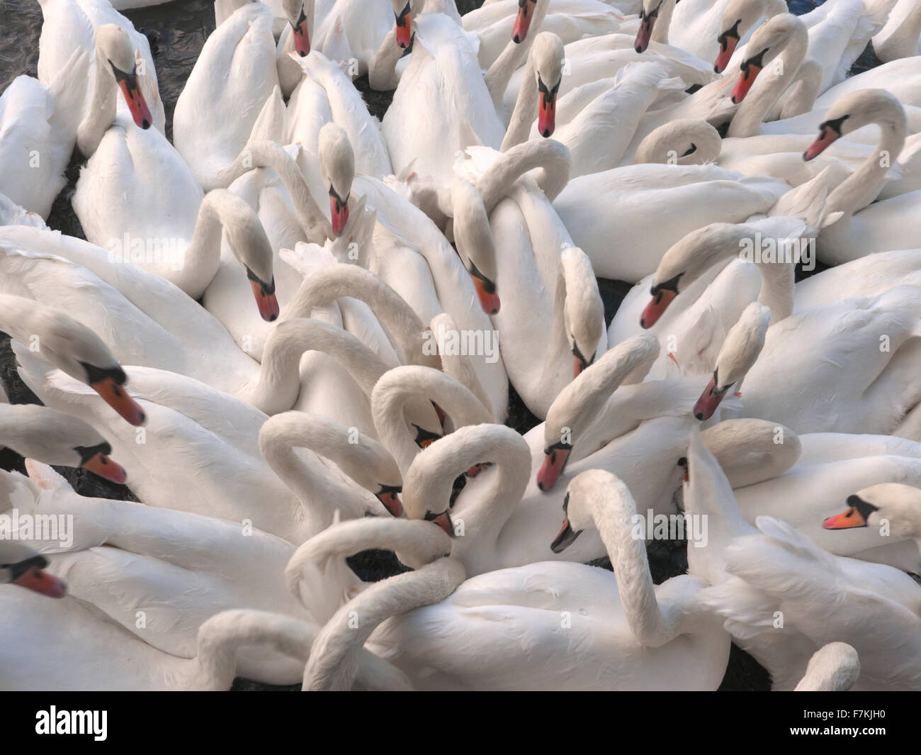 Höckerschwäne auf der Themse bilden eine enge symbiotische Muster bei ihrer Suche nach Bissen von Lebensmitteln Stockfoto