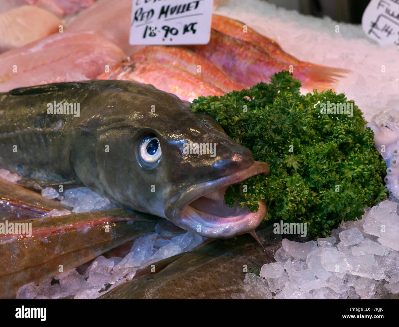 Seehecht Fisch Anzeige auf Eis beim Fischhändler Stall Borough Markt Southwark London UK Stockfoto