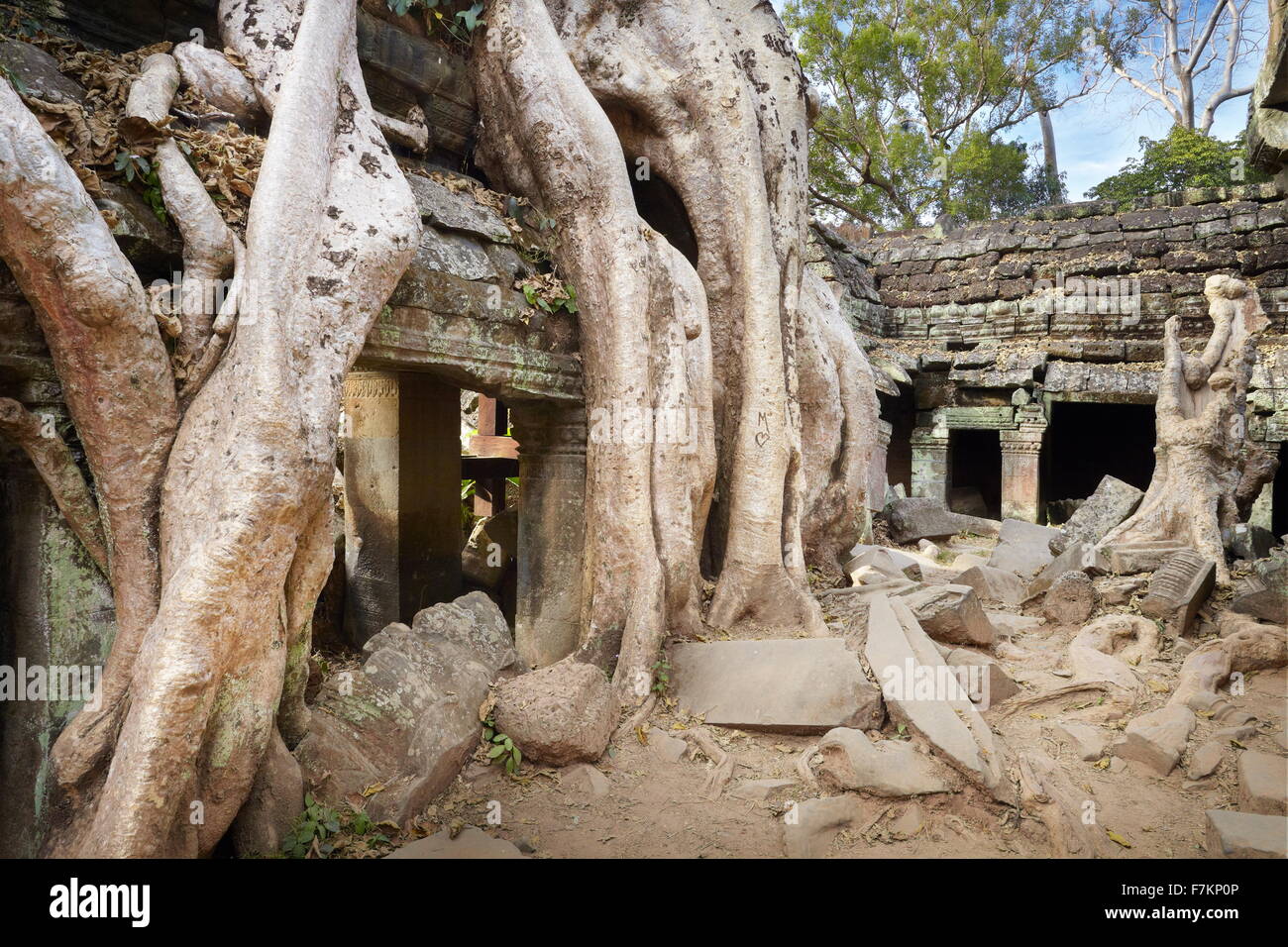 Eine riesige Baumwurzel überwuchert Ruinen der Tempel Ta Prohm, Angkor, Kambodscha, Asien Stockfoto