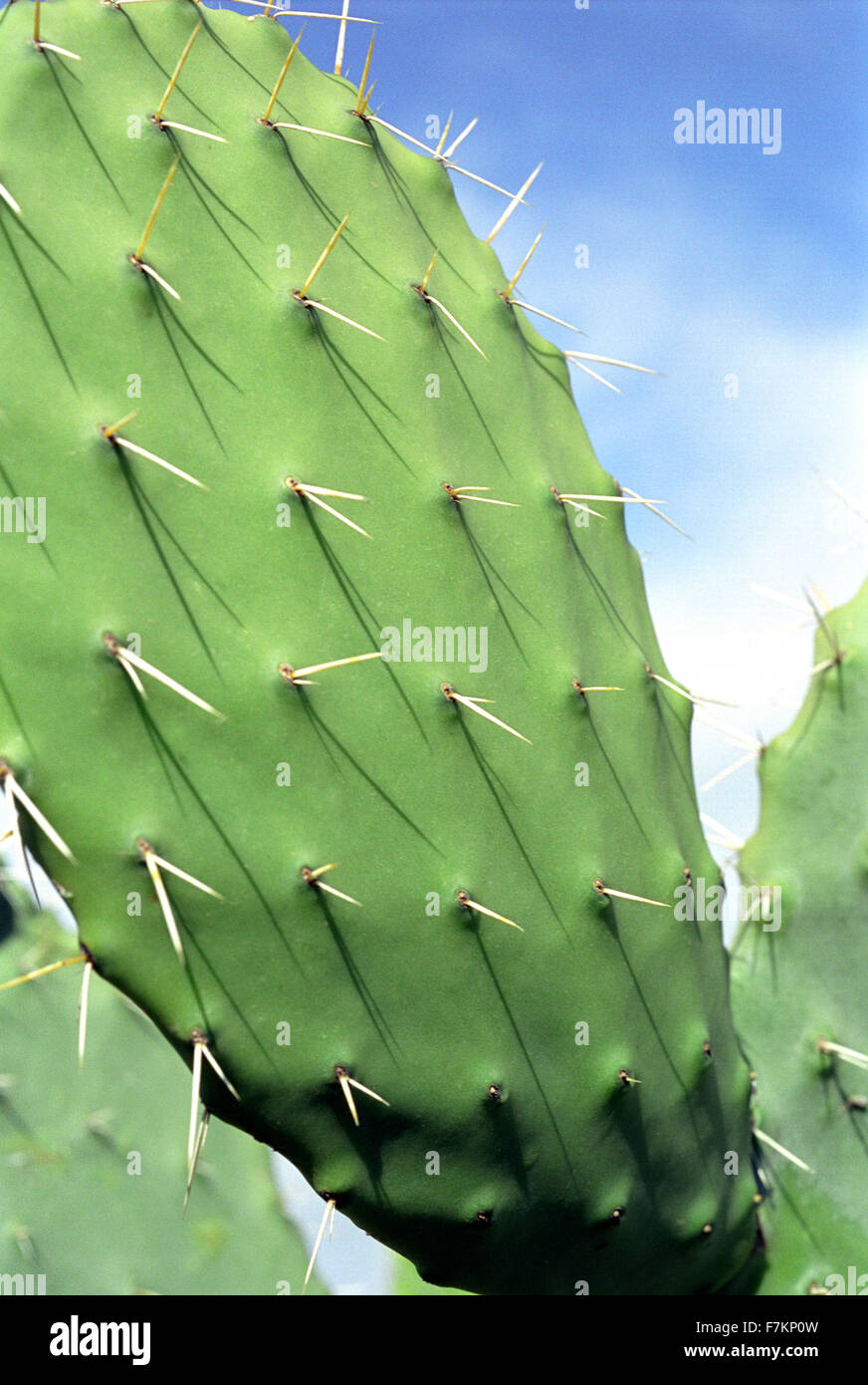 Kaktus Nahaufnahme. Tunesien Stockfoto