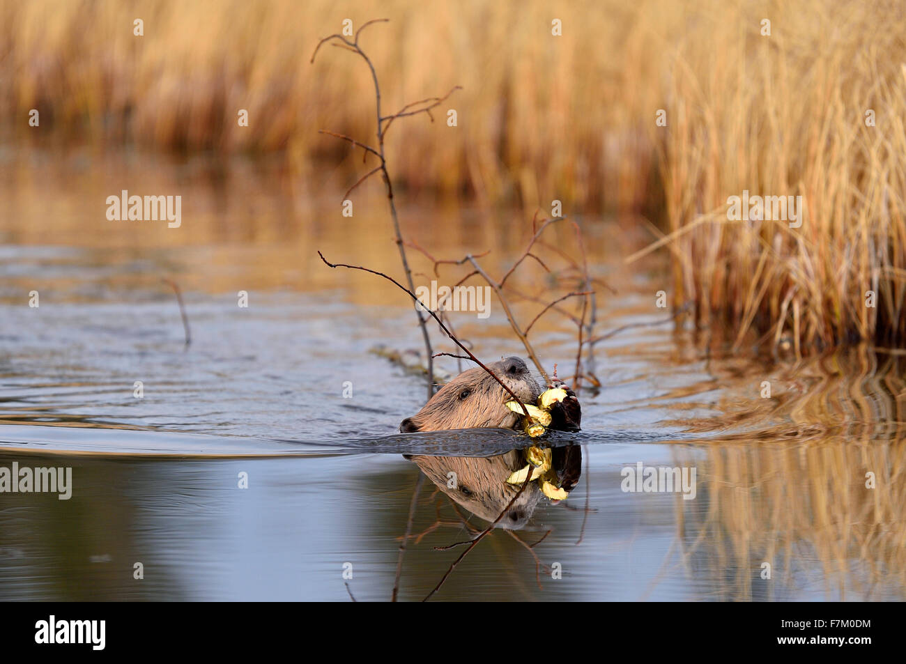Ein wilder Biber "Castor Canadenis" Schwimmen mit einer Belastung von Zweigen Stockfoto