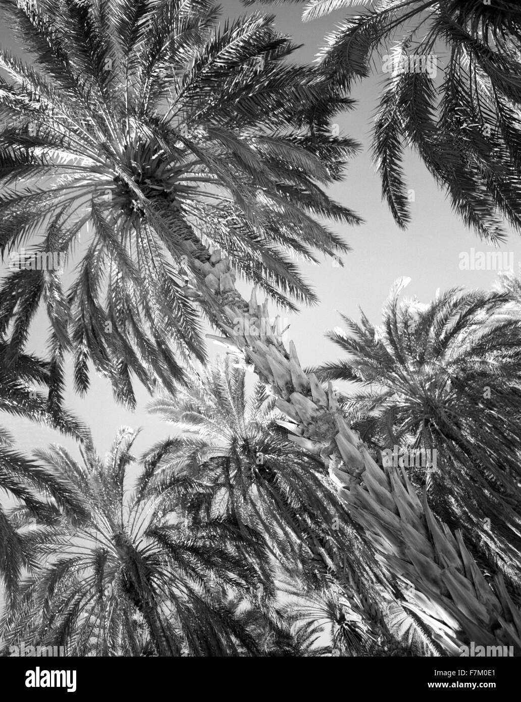 Die Palmeraie in Tozeur. Tozeur, Tunesien. Stockfoto Die Palmeraie in Tozeur. Tozeur, Tunesien. Stockfoto