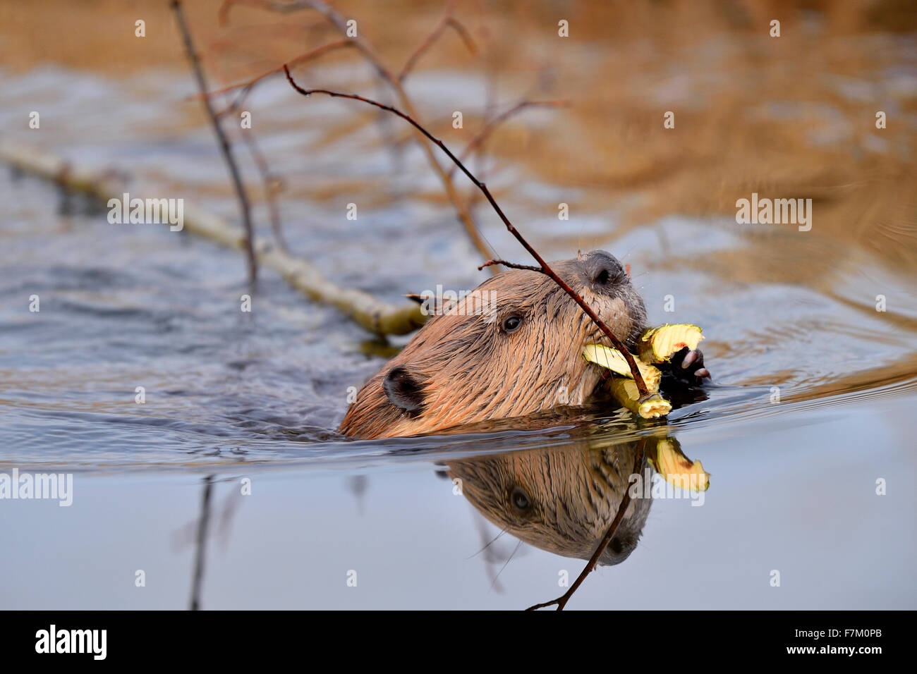 Eine Nahaufnahme Bild des wilden Biber "Castor Canadenis" Schwimmen mit einer Belastung von Zweigen Stockfoto