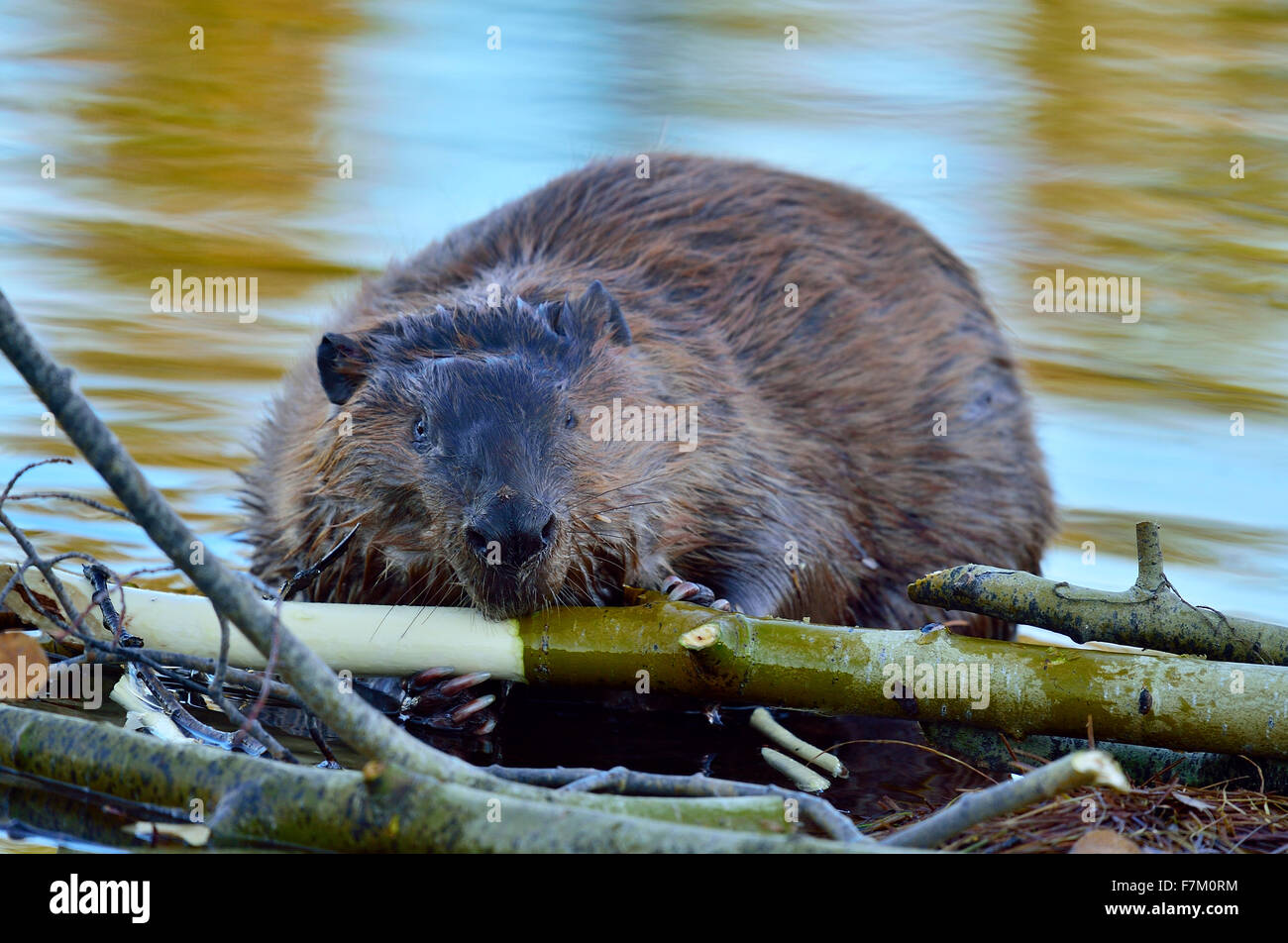 Ein Erwachsener Biber "Castor Canadenis" schälen die Rinde ab ein Espenbaum Stockfoto