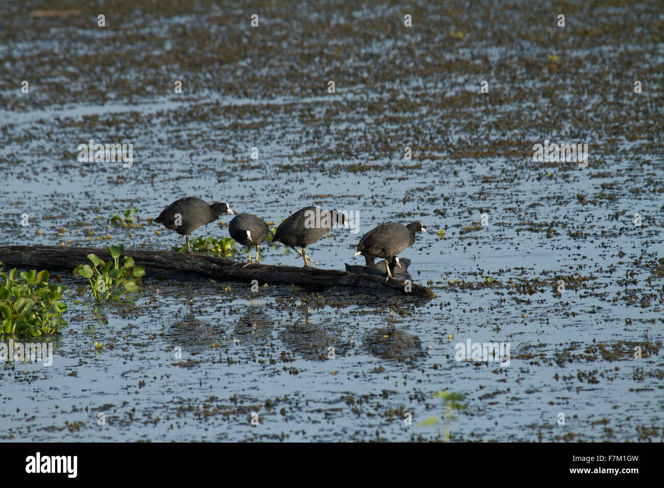 Eurasische Coot Blässhuhn, Fulica atra Stockfoto