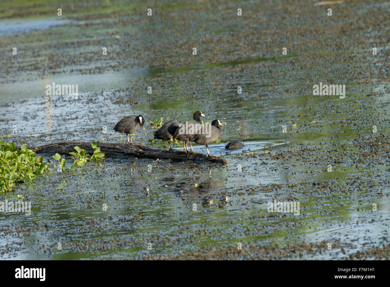 Eurasische Coot Blässhuhn, Fulica atra Stockfoto