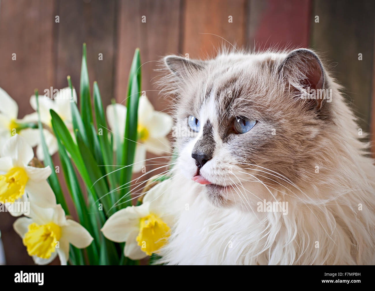 Ragdoll Katzenrasse und eine Vase mit Narzissen auf einem hölzernen Hintergrund Stockfoto